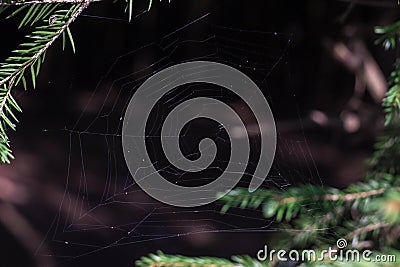 Beautiful wicker web, spider wove a large web of spiderwebs for insect fishing Stock Photo