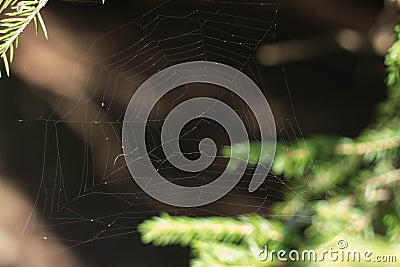 Beautiful wicker web, spider wove a large web of spiderwebs for insect fishing Stock Photo
