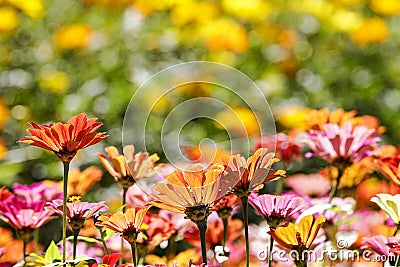 Beautiful Wide Angle flower background. Panoramic floral wallpaper with pink chrysanthemum flowers close up Stock Photo