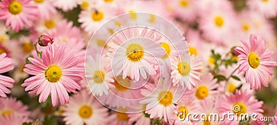 Beautiful Wide Angle background with pink chrysanthemum flowers Stock Photo