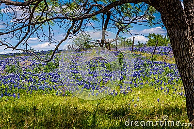 A Beautiful Wide Angle View of a Texas Field Blanketed with the Famous Texas Bluebonnets Under a Tree with an Old Fence. Stock Photo