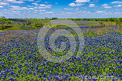 A Beautiful Wide Angle View of a Thick Blanket of Texas Bluebonnets in a Texas Country Meadow with Blue Skies. Stock Photo