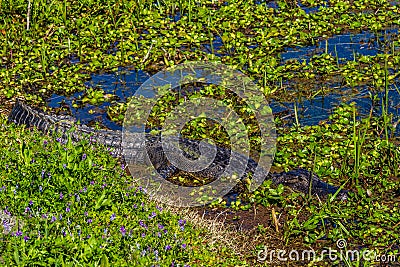 A Wild Alligator in the Swampy Waters of Brazos Bend in Spring. Stock Photo