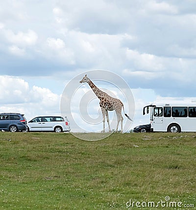 Wild Animal Giraffe in Hamilton Lion Safari in Ontario Canada Editorial Stock Photo