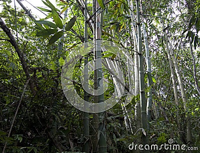 Wild bamboos growing taiwan Stock Photo