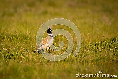 Beautiful wild bird in the meadow. Stock Photo