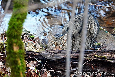 Beautiful wild cat is hidding behind the fallen tree Stock Photo