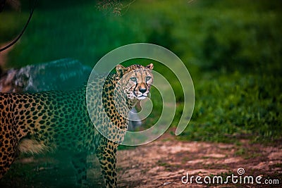 Beautiful Wild Cheetah, Close up Stock Photo