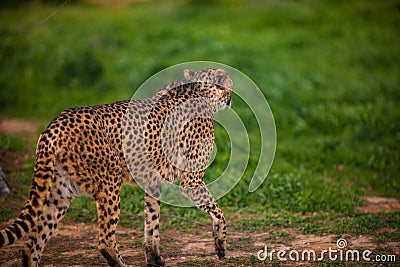 Beautiful Wild Cheetah, Close up Stock Photo