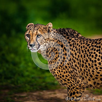 Beautiful Wild Cheetah, Close up Stock Photo