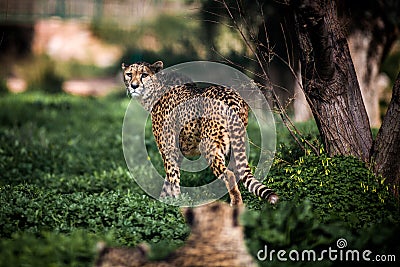 Beautiful Wild Cheetah walking careful on green fields, Close up Stock Photo