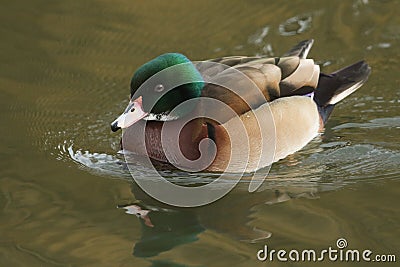 A beautiful wild cross breed Wood Duck or Carolina duck Aix sponsa male swimming on a river. Stock Photo