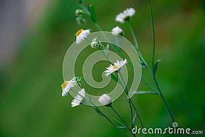 Beautiful wild daisy flowers with blurred green background Stock Photo