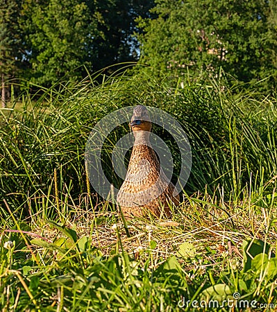 Beautiful wild duck Mallard close-up, walking on the shore of the pond on the grass, the duck calls the little duckling Stock Photo