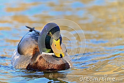 Beautiful wild ducks on water surface Stock Photo
