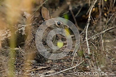 Beautiful wild Florida rabbit Stock Photo