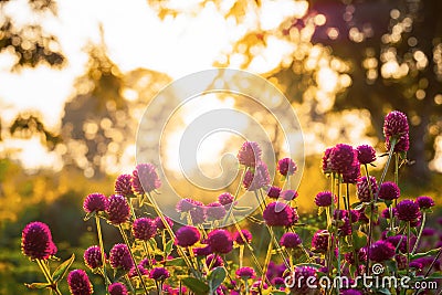 Beautiful wild flower with back light of sunset Stock Photo