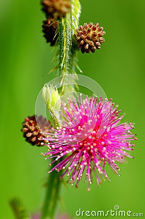 Beautiful wild flower macro Stock Photo