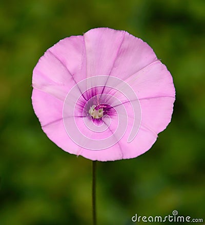 Beautiful wild flower morning glory Stock Photo