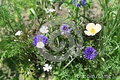 beautiful wild flowers blooming in grassland Stock Photo