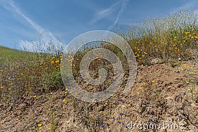 Beautiful wild flowers - a part of the superbloom phenomena in the Walker Canyon mountain range near Lake Elsinore, Southern Calif Stock Photo