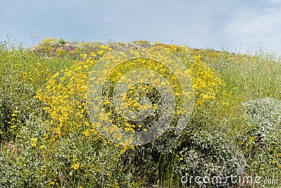 Beautiful wild flowers - a part of the superbloom phenomena in the Walker Canyon mountain range near Lake Elsinore Stock Photo