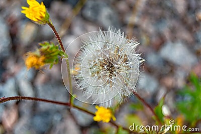 Beautiful wild growing flower seed dandelion on background meadow Stock Photo