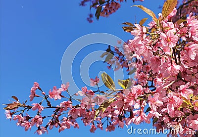 Beautiful Wild Himalayan Cherry at Chiang Mai Royal Agricultural Research CenterKhun Wang Stock Photo