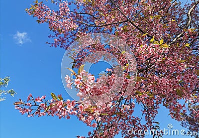 Beautiful Wild Himalayan Cherry at Chiang Mai Royal Agricultural Research Center Khun Wang Stock Photo