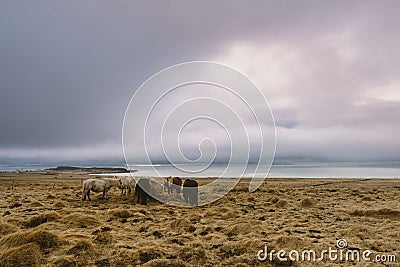 Beautiful wild horses at the coast. Moody clouds and a sunset in the background. Stunning Iceland landscape photography. Stock Photo