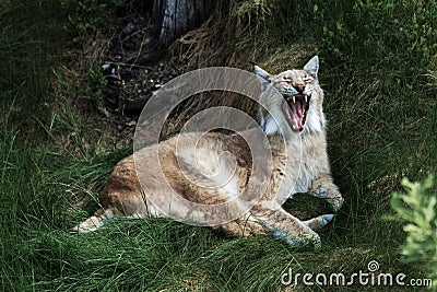 Beautiful wild lynx laying down in the grass yawning Stock Photo