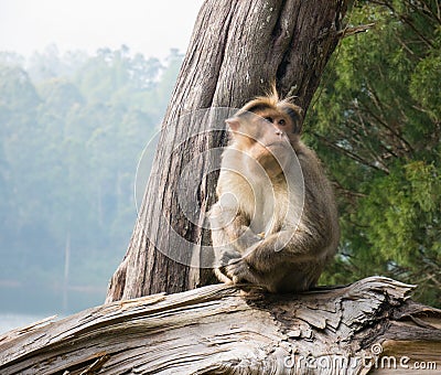 Wild Monkeys near Munnar, Kerala, India Stock Photo