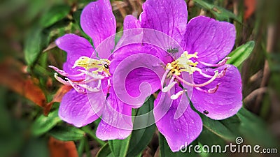 beautiful wild plant flowers bloom like orchids and insects love it Stock Photo