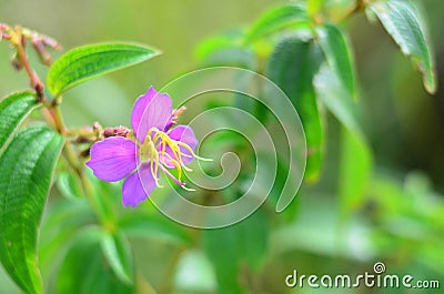 Beautiful wild purple flower Melastoma malabathricum Stock Photo