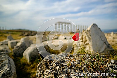 Beautiful wild red poppy flower on the rock with blurry ancient ruin of laodicea in the background. Stock Photo