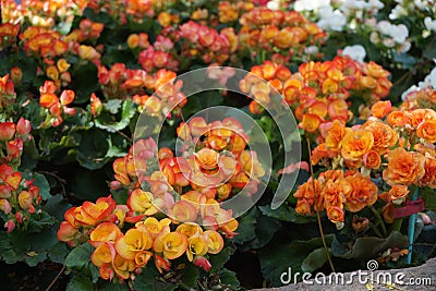 Beautiful wild rose flower detail. Green leaves and flowers Stock Photo