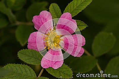 Beautiful wild rose on a natural background Stock Photo