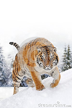 Beautiful wild siberian tiger on snow Stock Photo