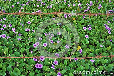 Wild violets behind barbed wires Stock Photo