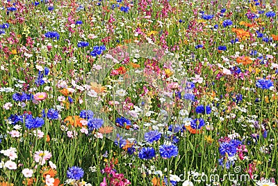 Beautiful wildflower meadow with different flowers Stock Photo