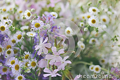 Beautiful wildflowers Stock Photo