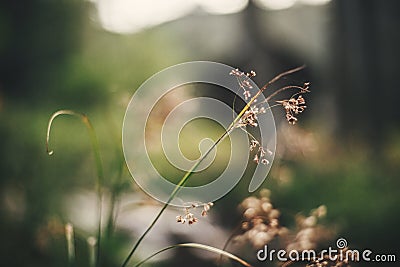 Beautiful wildflowers, close up of dried herbs on background of forest flora. Happy earth day concept. Save environment Stock Photo