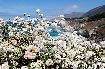 Beautiful wildflowers near Big Sur California along the Pacific Coast Highway Stock Photo