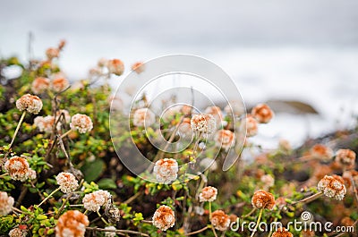 Beautiful wildflowers near Big Sur California along the Pacific Coast Highway Stock Photo