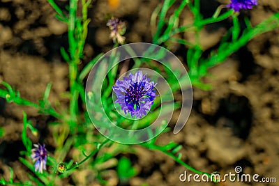 Beautiful wildflowers. Pink and purple blooms. Green leaves. The best wal Stock Photo