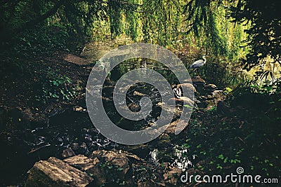 Beautiful wildlife scene, small creek near the lake with duck and heron Stock Photo