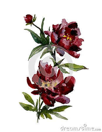 Beautiful wine red peonies on white background. Watercolor painting Stock Photo