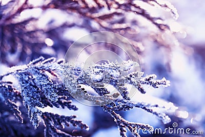 Beautiful winter background of green branches thuja tree covered Stock Photo