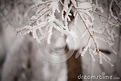 Beautiful winter detail photo taken in mountains Stock Photo