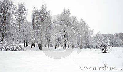 Winter park with birches covered with clean white snow with birch trees with snowy branches in cloudy day Stock Photo